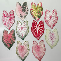 Caladium Garden Bookmark Set – Collection of 10