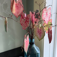 Caladium Garden Bookmark Set – Collection of 10