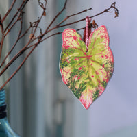 Caladium Leaf Bookmark No.07
