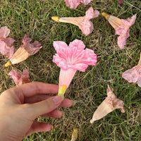 Pink Trumpet Flower Bookmark No.01